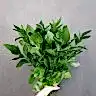 Рускус