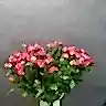 Роза кустовая MIX