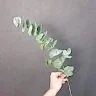 Эвкалипт Цинерия (Пепельный)
